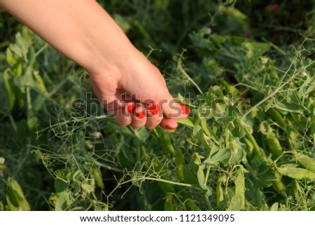 Pea pods in a woman hand. Green peas in the field. Pods of green peas.