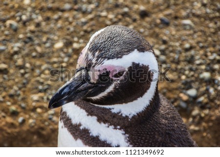 Penguins inside Saint Magdalena Island, Patagonia