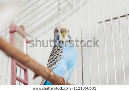 blue bird parrot Royalty-Free Stock Photo #1121350601