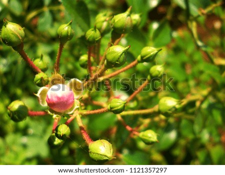blooming roses, buds of red flowers