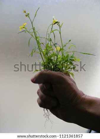 Home gardening. Man holds a salad bouquet in his hand. Flowering japanese mustard greens which is named Mizuna. Picture taken against sunlight with light blurred background.