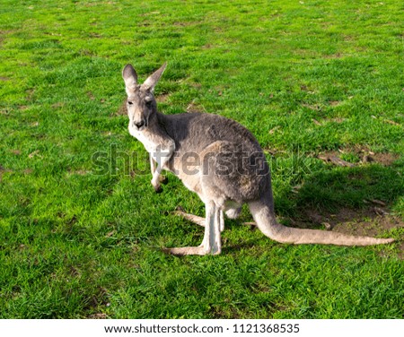 Australian Wild Kangaroo in Natural Grass Habitat