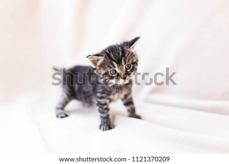 baby cat kitten walking on bright background 