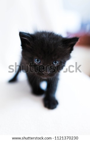 little baby cat looking into camera lens on bright background vertical