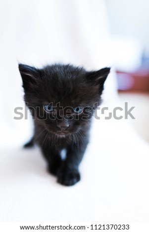 little baby cat looking into camera lens on bright background vertical