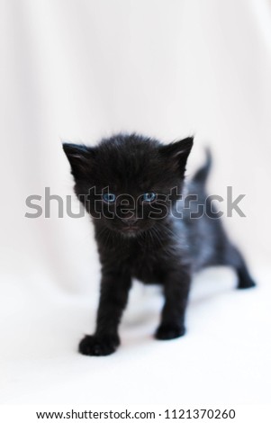 little baby cat looking into camera lens on bright background 