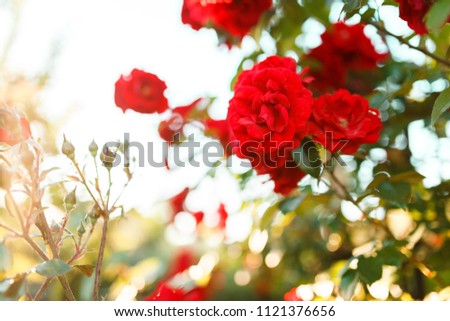 Beautiful blooming red rose on a bush in the garden