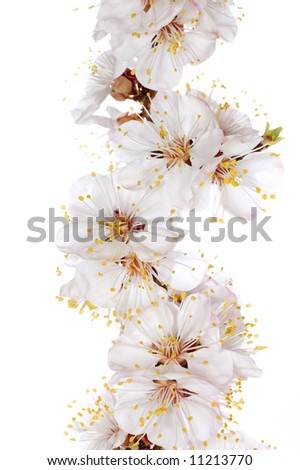 Spring blossom isolated