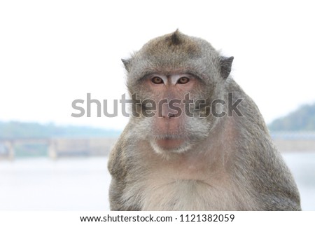 Picture of a sitting monkey
