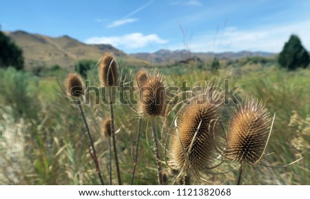wild flowers in a field
