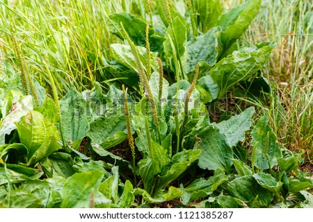 Plantain flowering plant with green leaf. Plantago major leaves and flowers (broadleaf plantain, white man's foot or greater plantain) Royalty-Free Stock Photo #1121385287