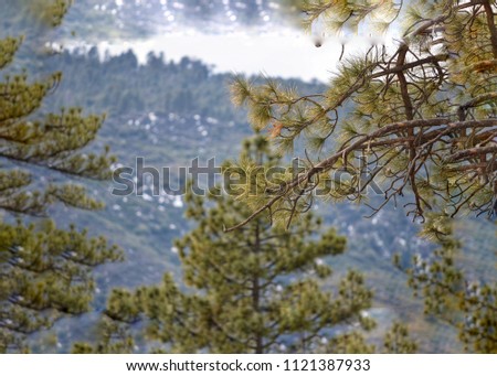 forest trees on the top of the mountain