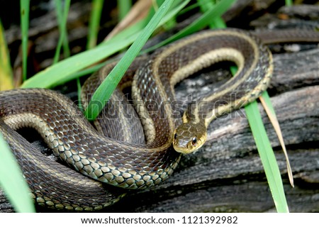 Eastern Garter Snake on Log Royalty-Free Stock Photo #1121392982