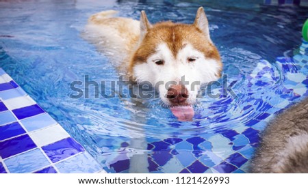 Siberian husky, A smiley dog, handsome  white and grey colored fur is swimming in the new blue pool to get a exercising. Water therapy is a good healing and comfortable relaxing activity.