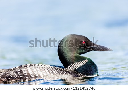 common Loon swimming on Lac Creux north Quebec Canada.