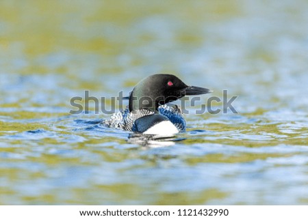 common Loon swimming on Lac Creux north Quebec Canada.
