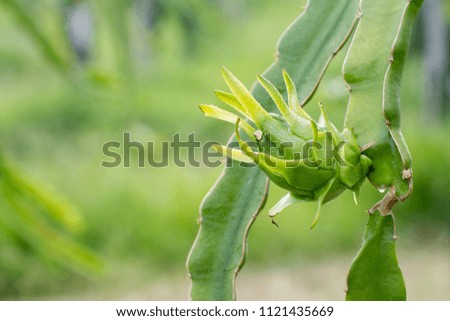 Fresh green dragon-fruit with water drops in morning time on farm.