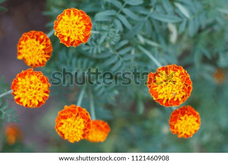 Orange Marigold flower are blooming in the garden with blurred natural background.