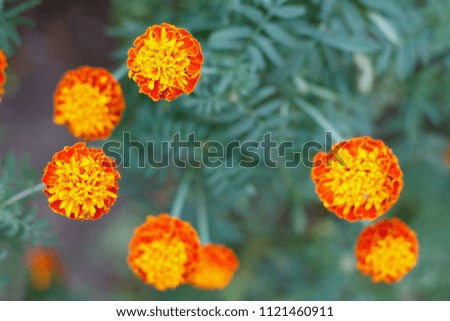 Orange Marigold flower are blooming in the garden with blurred natural background.