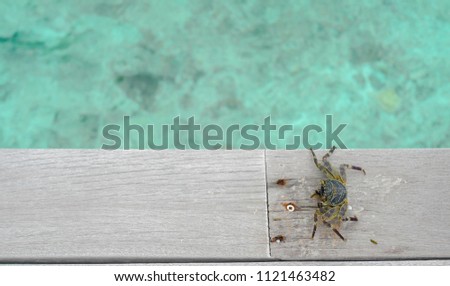 Summer concept , Small mini crab walk on terrace  beneath turquoise sea color at maldives on the weekend holidays