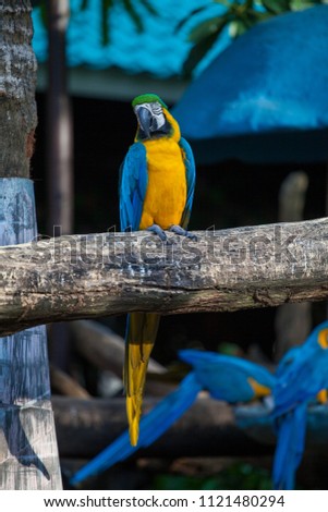 beautiful big blue with a yellow and a green head parrot sits on a wooden branch