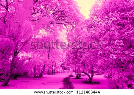 Pathway in the pink tree garden from a near infrared style by IR mode. garden in paradise concept, Picture process from imagination.