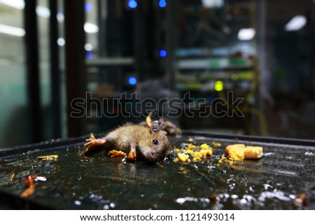 Blurry picture of Rat in glue mouse trap with data center background. It is danger if rat in to data center room. The concept of situation. Intrusion detection system.