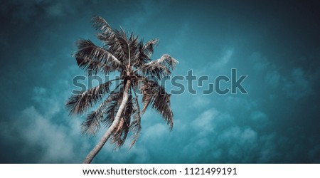 Coconut tree and blue sky. (vintage)