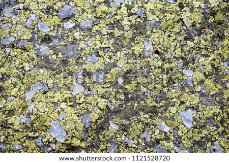 Background texture granite covered in yellow / green lichen, a composite organism  that arises from algae or cyanobacteria.