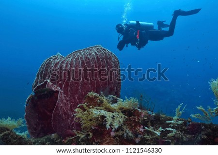 Underwater reef with big brown sponge and scuba diver in the deep blue. Tropical marine wildlife and diver. Underwater photography from marine park.