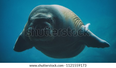 Swimming walrus under water