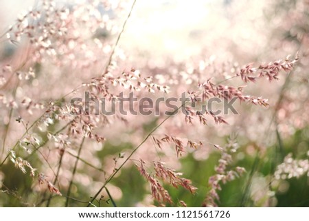 Blur pink flower ,Out of focus image and soft the natal grass(natal redtop, ruby grass, Melinis repens) with sunlight and bokeh background.