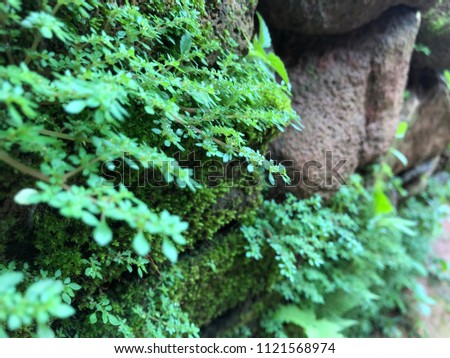 Selective and blurry green moss in the rainy forest