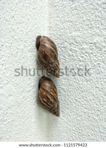 Close up. Snail crawling on white cement wall