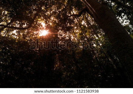 Red beam from sun shine through woods branch layers in rain forest, trees silhouette