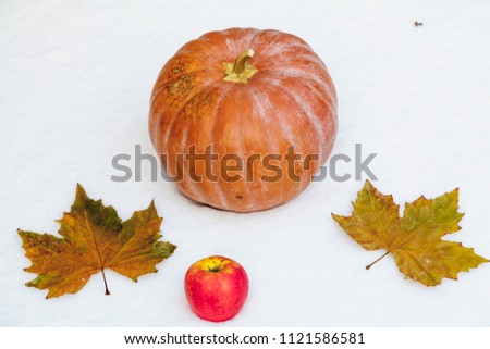 Autumn still life on snow. Round ripe pumpkin and two leaves of maple lie on a white snow cover
