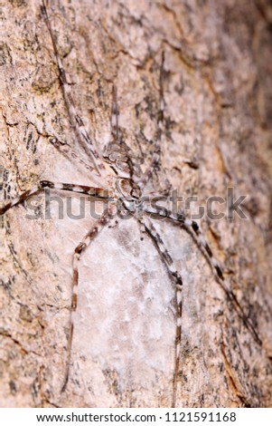 Tree trunk spider, Hersilia sp., Hersiliidae on tree bark habitat.