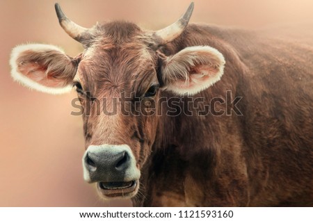 A portrait of the cow in the forest