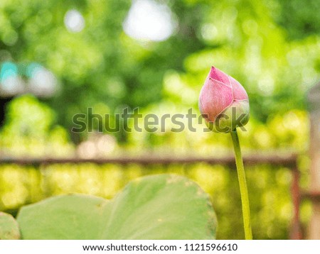 One pink lotus buds on the right side of the picture on a blur green bushes and a soft bokeh, vintage style.