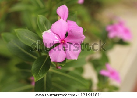 pink flower in morning