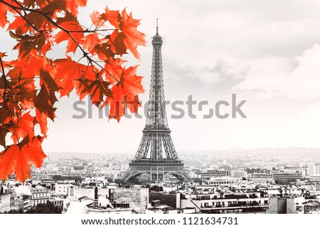 Paris black and white Picture with Eiffel Tower and Red Maple Tree