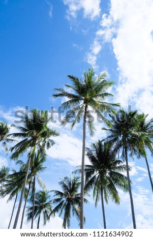 Coconut palm trees  view and blue sky