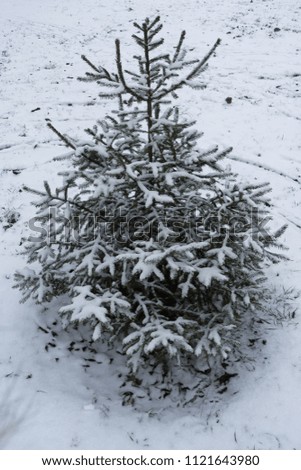 Snow covered young spruce tree in winter