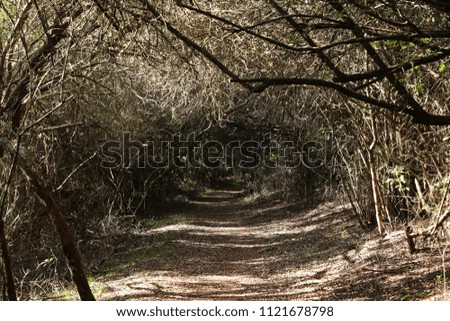 A dark path in a forest. This image can also be used as a concept image to represent the fear of the unknown. 