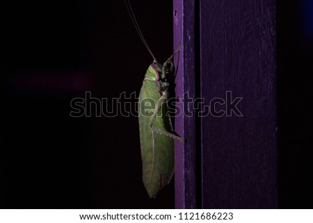 Closed up Leaf insect (Phylliidae) or walking leaves, resting on the wooden wall of the  Kaeng Krachan National Park Office in dark background, on the tropical forest of Thailand.