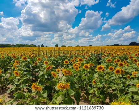 sunflower field and blue sky with white clouds vibrant colors summer landscape