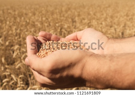Man's hands holding wheat on field background