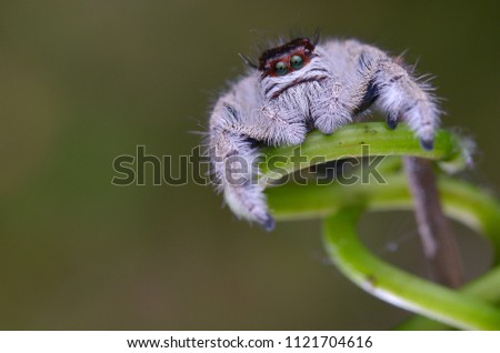 macro image of a female Jumping Spider - Hyllus Giganteus 