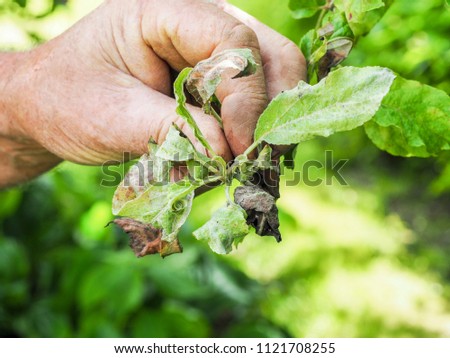Rosy Apple Aphid, Dysaphis Plantaginea, plant disease, Detail of affected leaf. France. With the hand of the gardener