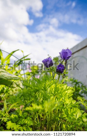 anemone with blue flowers in the garden